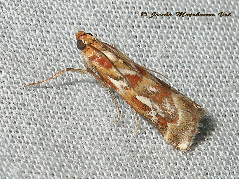 Acrobasis porphyrella - Pyralidae